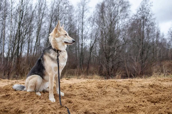 Side View Mixed Breed Shepherd Dog Sitting Sand Meadow Outdoors — Stock Photo, Image