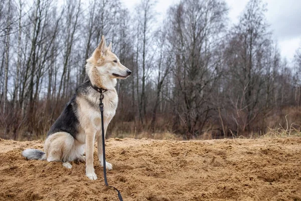 Sonbaharda kumların üzerinde oturan melez çoban köpeğinin yan görüntüsü.