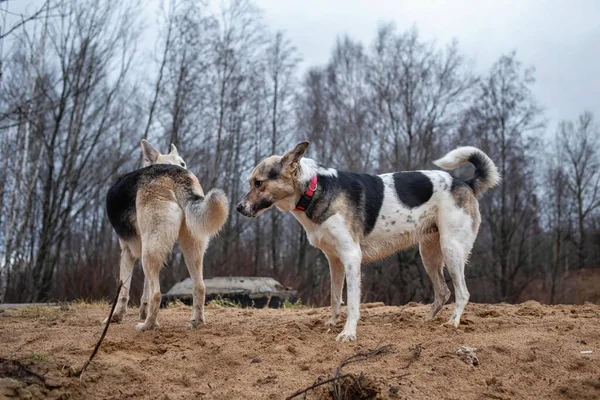 Dos Perros Aire Libre Amistad Relación Juntos Raza Mixta Pastor — Foto de Stock