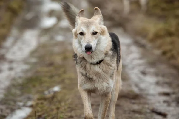 田舎で黄色のフィールドに立っている間に離れて見て襟と愛らしい混合羊飼いの犬 — ストック写真