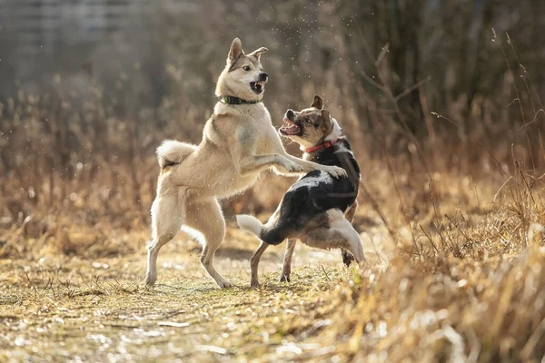 Två Hundar Utomhus Vänskap Relation Tillsammans Blandad Rasen Herde Och — Stockfoto