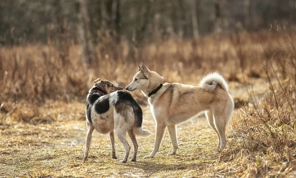 Two Dogs Outdoors Friendship Relationship Together Mixed Breed Shepherd Laika — Stock Photo, Image