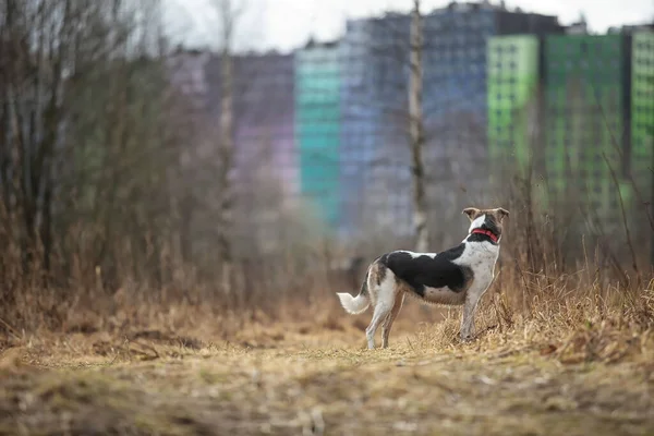 Πίσω Άποψη Της Μικτής Φυλής Ποιμενικός Σκύλος Κόκκινο Γιακά Στέκεται — Φωτογραφία Αρχείου