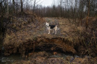 Nehir uçurumunun kenarında duran melez köpek sürüsünün önü. Bahar manzarası