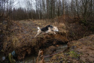 Çevikliğin ön görüntüsü melez köpekleri nehir uçurumundan atlıyor..