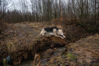 Çevikliğin ön görüntüsü melez köpekleri nehir uçurumundan atlıyor..