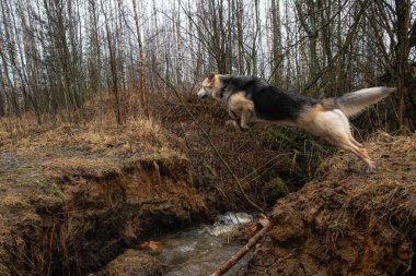 Çevikliğin ön görüntüsü melez köpekleri nehir uçurumundan atlıyor..