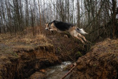 Çevikliğin ön görüntüsü melez köpekleri nehir uçurumundan atlıyor..