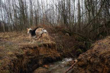 Çevikliğin ön görüntüsü melez köpekleri nehir uçurumundan atlıyor..