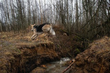 Çevikliğin ön görüntüsü melez köpekleri nehir uçurumundan atlıyor..