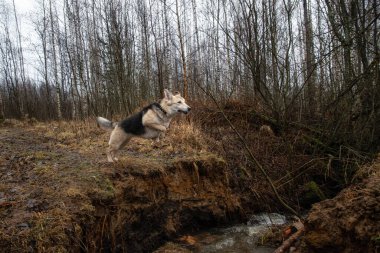 Çevikliğin ön görüntüsü melez köpekleri nehir uçurumundan atlıyor..
