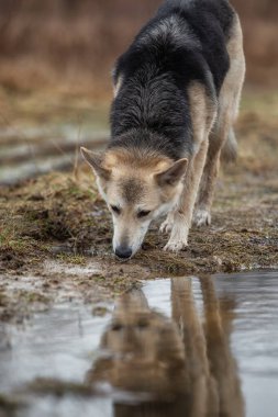 Tatlı melez çoban köpeği yağmur birikintisinden su içiyor.