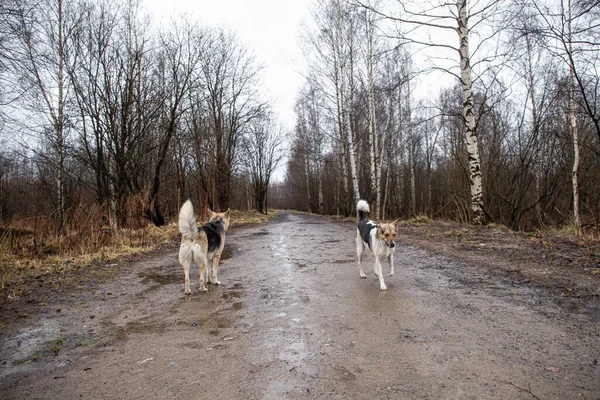 Vue Arrière Deux Chiens Berger Humides Race Mixte Marchant Sur — Photo