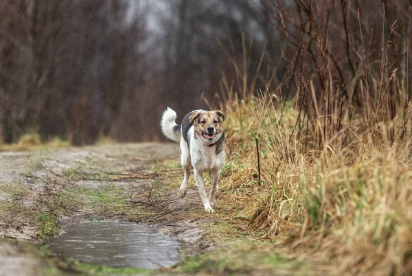 Side View Adorable Wet Mixed Breed Shepherd Dog Running Fast — Stock Photo, Image