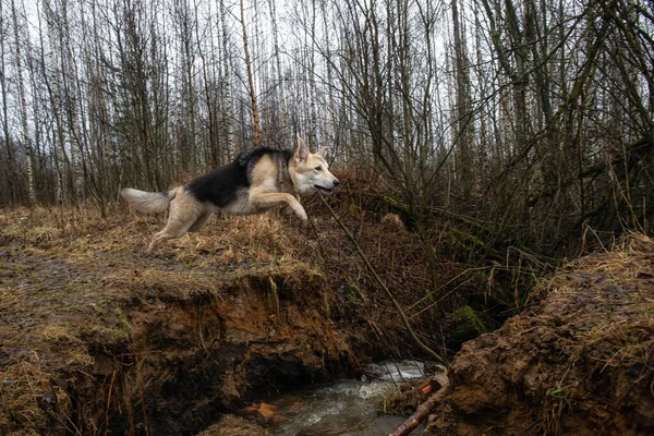 敏捷性のフロントビュー川の崖の上にジャンプ混合品種ハスキー犬 — ストック写真