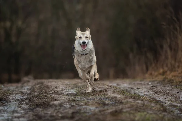 Adorabile Cane Pastore Razza Mista Che Corre Veloce Strada Rurale — Foto Stock