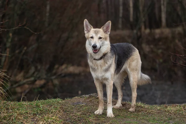 Κοντινό Πλάνο Πορτρέτο Του Αξιολάτρευτο Μικτή Φυλή Βοσκός Σκυλί Στέκεται Royalty Free Εικόνες Αρχείου