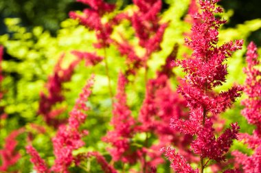 Kırmızı astilbe çiçek çiçek.