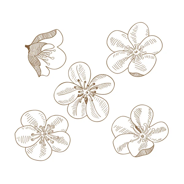 Conjunto de flores de ciruelas dibujadas a mano aisladas — Vector de stock
