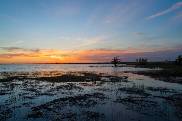 Modrá Volavka Mobile Bay Při Západu Slunce Pobřeží Alabamského Zálivu — Stock fotografie