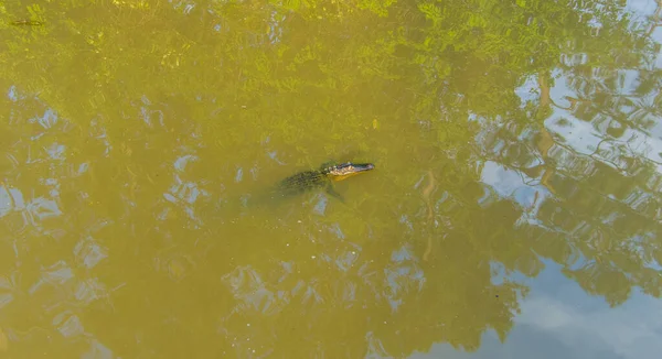 Luftaufnahme Eines Amerikanischen Alligators Einer Mobilen Bucht — Stockfoto
