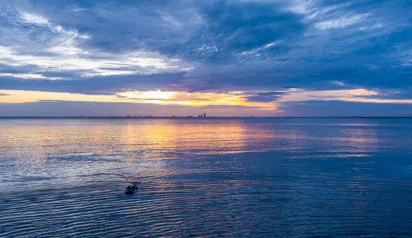 Egy Amerikai Alligátor Mobile Bay Ben Naplementekor — Stock Fotó