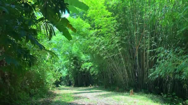 Bela vista da floresta verde está crescendo na ilha tropical no dia ensolarado. — Vídeo de Stock