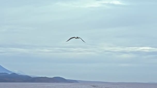 Flock måsar flyger över havsvågor Norra vilda naturen — Stockvideo