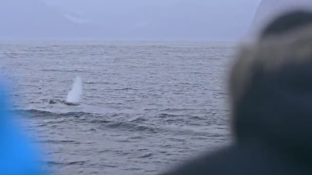 Baleine à la surface de l'eau dans la nature et la faune sauvages du Nord. — Video