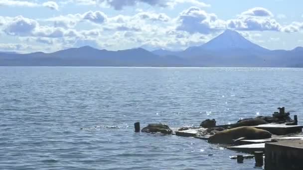 Északi vadon élő fókák úsznak a tengerben és pihennek a régi mólón. — Stock videók