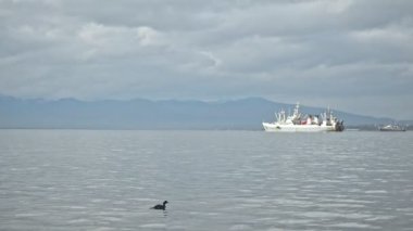 Şirin siyah su kuşları uzak yelkenli gemilere karşı sakin okyanus sularında yüzerler.