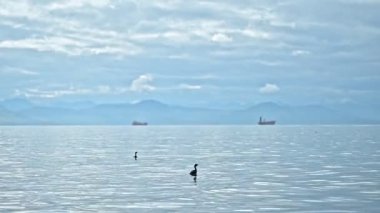 Kara kuşlar sakin okyanuslarda yüzer Vahşi doğa ve hayvanlar