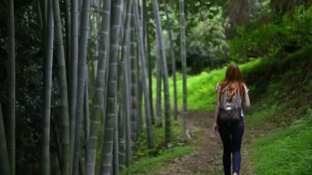 Жінка-пішохід досліджує дику природу, що йде лісовою дорогою — стокове відео
