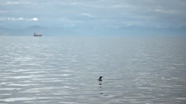 Kuş, sakin okyanus suyunda yıkanır. Vahşi doğa ve hayvanlar.