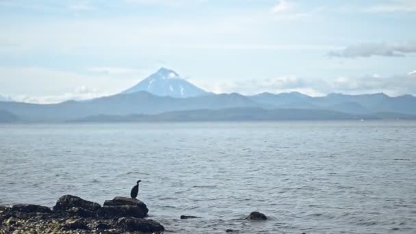 Pássaro de aves aquáticas pretas salta da rocha para o mar calmo Natureza e fauna selvagens — Vídeo de Stock