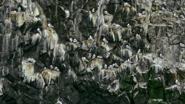 Fauna selvagem e gaivotas da natureza em penhasco íngreme da costa do mar — Vídeo de Stock