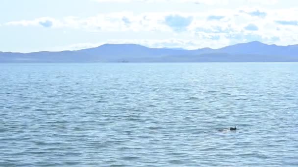 Noordelijke wilde natuur zeehond zwemt in rustig azuurblauw zeewater — Stockvideo