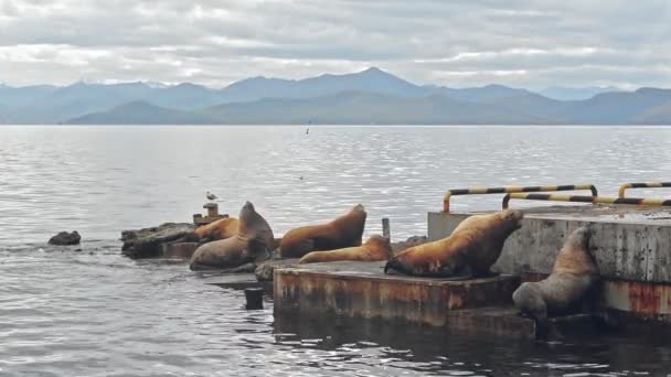 Φώκιες αναπαύονται στις παλιές αποβάθρες κοντά στην ήρεμη θάλασσα — Αρχείο Βίντεο