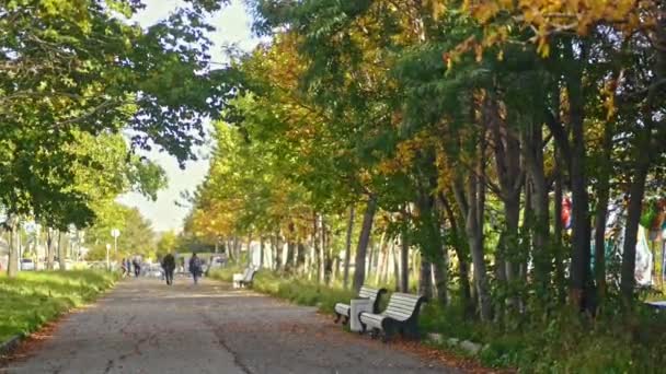 Осенняя красота в городской аллее между красочными деревьями в парке — стоковое видео