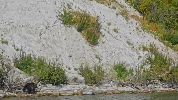 Медведь опасные дикие животные проходят мимо холма на берегу реки — стоковое видео