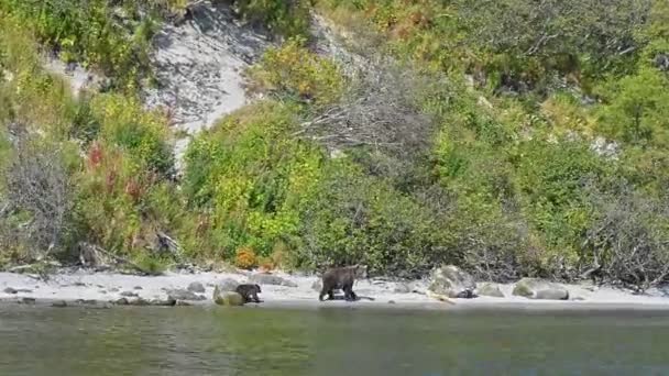 Beruang adalah hewan liar yang berbahaya anaknya dengan ibu berjalan di sepanjang bank — Stok Video
