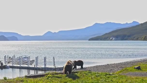 Björn är farliga vilda djur moderbjörn med unge nära pirar Avki — Stockvideo
