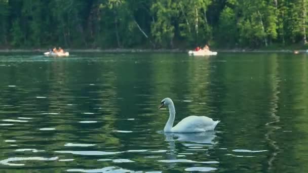 Kuğu banyosu, böcekleri yakalamak için doğada ve vahşi hayvanlarda avlanıyor. Stok Video