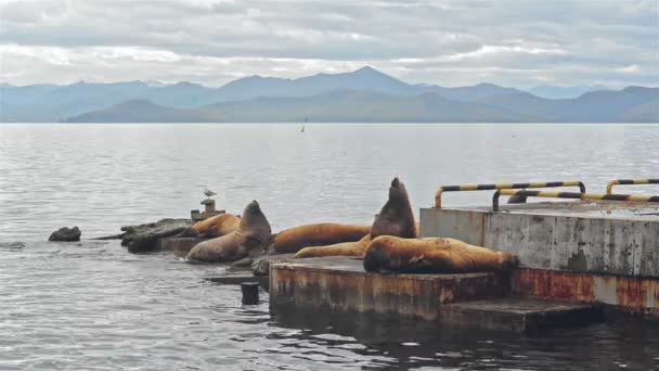 Тюлені відпочивають на старих пірсах біля спокійного моря Дика природа і фауна Авкі Стокове Відео 