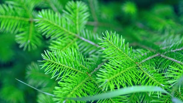 Nahaufnahme von grünen Nadelbaum wächst im botanischen Garten in Kamtschatka. Awki — Stockvideo