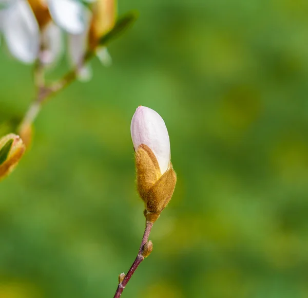 Flor Magnolia flor na natureza — Fotografia de Stock