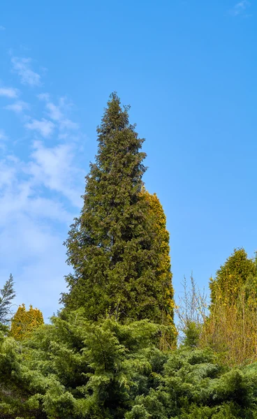 Rotes Eichhörnchen auf einem Baum — Stockfoto