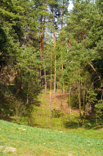 Picea y pino — Foto de Stock