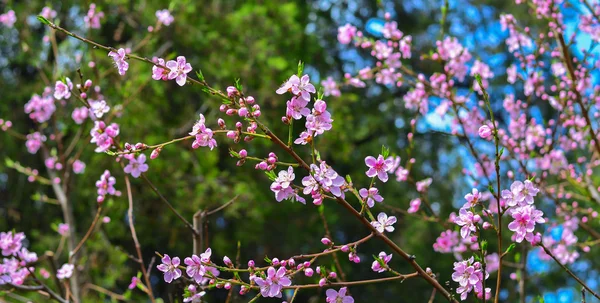 Cherry blossom vagy sakura virág — Stock Fotó