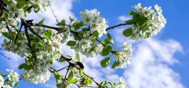 Çiçekli ağaç dalı